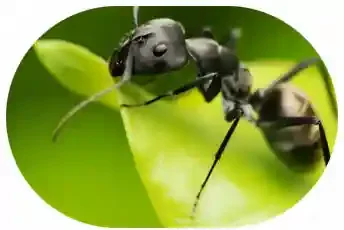Ant Control