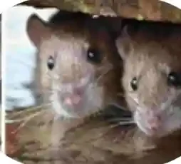 Rodent Control