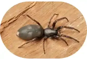 Spider Control